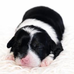 Girl 3 - female Bernedoodle puppy in Travelers Rest, South Carolina from Bernedoodle.do