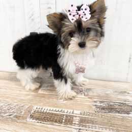 Biewer Terrier and Yorkshire Terrier Puppies from Coastal Yorkshire Terrier Yorkies & Biewer Terriers