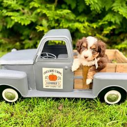 Florence - Brown and white female Aussiedoodle puppy in Dunn, North Carolina from Sandy Creek Kennels