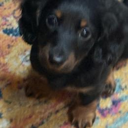 Latte - Black and tan female Dachshund puppy in Davison, Michigan from Brimstone Hollow Dachshunds