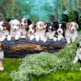 Miniature Australian Shepherd Puppies from Big Coon Little Aussies