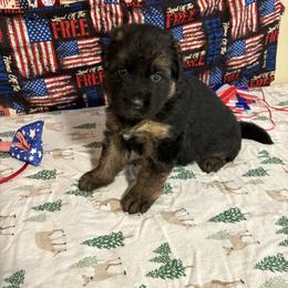 Boy one - Black and red male German Shepherd puppy in Dallas, Georgia from Cottonwood Kennel