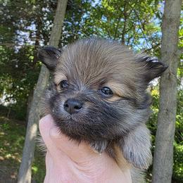 Gandalf - Orange sable male Pomeranian puppy in Hooksett, New Hampshire from Granite State Pomeranians