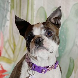 Gypsy - Boston Terrier