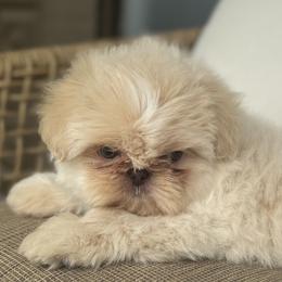 Leo - Cream and white male Shih Tzu puppy in Bentonville, Arkansas from Boujee Buns Dachshunds