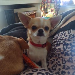 Rosie - Chihuahua
