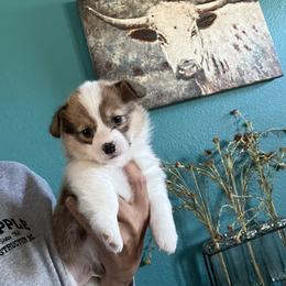 Boy 2 - Red male Pembroke Welsh Corgi puppy in Chino Valley, Arizona from Blecker Kennel