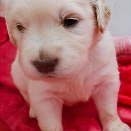 Blue - Light golden male Golden Retriever puppy in Slaughters, Kentucky from Kimber's Helping Paws