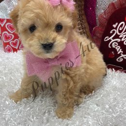 Maltipoo, Poodle, and Shihpoo Puppies from Puppies-4U