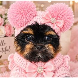 Dolly - Black and tan female Yorkshire Terrier puppy in Warren, Michigan from Danielle's Yorkie Babies