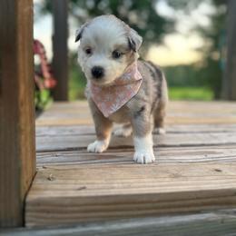 America - Blue merle female Miniature Australian Shepherd puppy in Doddridge, Arkansas from Huddleston Farm