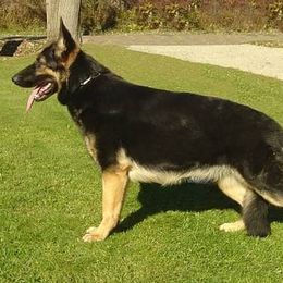 German Shepherds from Deestraum German Shepherds