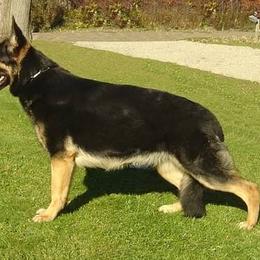 German Shepherds from Deestraum German Shepherds