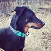 Beauceron All Grown Up from Bergers du Jalbert
