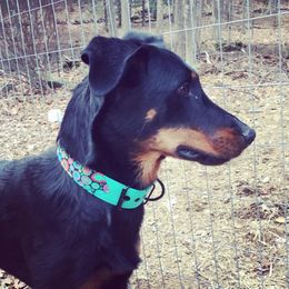 Beauceron All Grown Up from Bergers du Jalbert