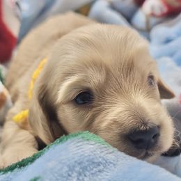 Sparkler - Cream male Dachshund puppy in Sacramento, California from MiniDoxPups
