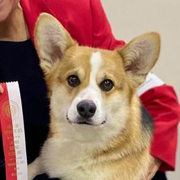 Rupert - Pembroke Welsh Corgi