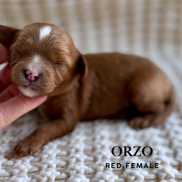 Orzo - Red female Cavapoo puppy in Pagosa Springs, Colorado from Selah Mountain Dogs