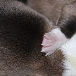 Pembroke Welsh Corgi puppies from DandyLyons Corgis