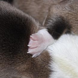Pembroke Welsh Corgi puppies from DandyLyons Corgis
