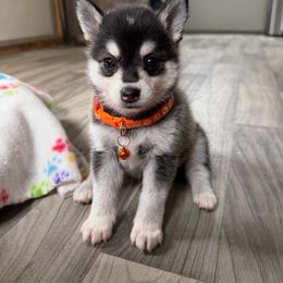 Boy 1 - Black and white male Alaskan Klee Kai puppy in Beverly Hills, Florida from Lucky Charm Klee Kai