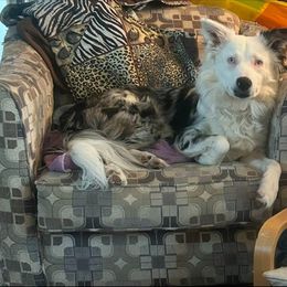 Border Collie Puppies from Darrowby Border Collies