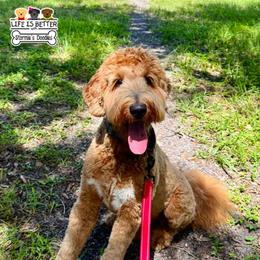 Titan - Goldendoodle