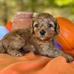 Purple - Red  female Goldendoodle puppy in Hesperia, Michigan from Red Acres Poodles & Doodles