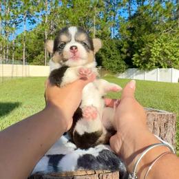 Cozy - Black and white female American Corgi puppy in Florida from Sunrise Corgis