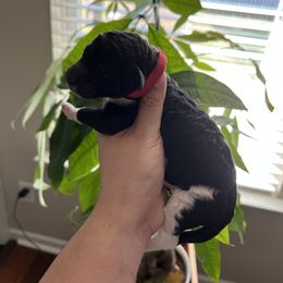 "Male" Goldendoodle Puppies from Sammy's Doodles