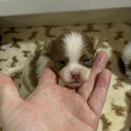 Boy 2 - Tri-colored male Pomeranian puppy in Maplefalls, Washington from Snow peak poms