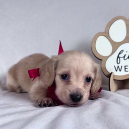 Flash - Cream male Dachshund puppy in Dothan, Alabama from Little House Pups
