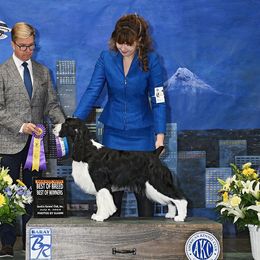 English Springer Spaniel All Grown Up from Karen Fischer