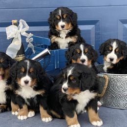 Bernese Mountain Dogs from North Star's Bernese Mountain Dogs
