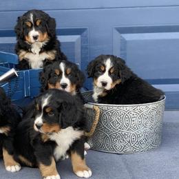 Bernese Mountain Dogs from North Star's Bernese Mountain Dogs