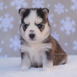 Amethyst - Gray and white female Pomsky puppy in Boca Raton, Florida from Cardinal Point Pomskies