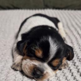 Duke - Blue tan and white male Beagle puppy in Bunch, Oklahoma from Julie’s Jewels Puppies
