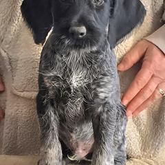 Boy 3 - Liver and white male German Wirehaired Pointer puppy in Wellston, Ohio from Blue Line GWPs