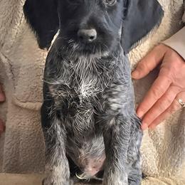 Boy 3 - Liver and white male German Wirehaired Pointer puppy in Wellston, Ohio from Blue Line GWPs
