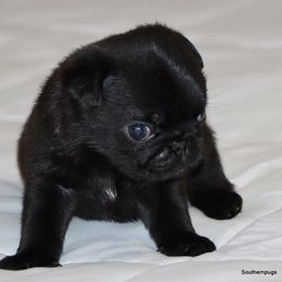 Oliver - Black male Pug puppy in Winnsboro, Texas from Southern pugs
