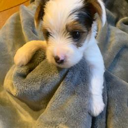 Parti Girl 2 - Parti female Yorkshire Terrier puppy in Willow Grove, Pennsylvania from Willow Grove Yorkie