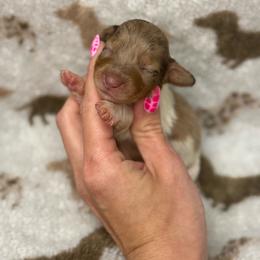 Dopey AKC - Dapple female Dachshund puppy in Oklahoma City, Oklahoma from Barrett’s Doxie Farm