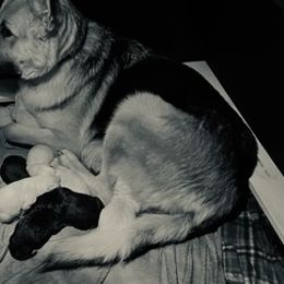 German Shepherds from Julie’s Shepherds