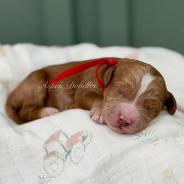 Poppy (Red collar) - Apricot female Goldendoodle puppy in Salem, Utah from Aspen Doodles