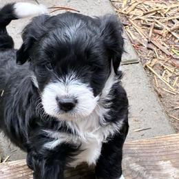 Arrow - Black and white male Aussiedoodle puppy in Elk, Washington from James Ruby Farms