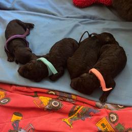 Eggchan - Blue female Poodle puppy in Killingly, Connecticut from Isfahel Kennels