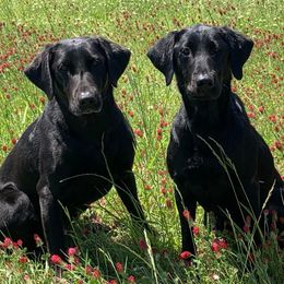 Labrador Retrievers from Shelby's Labrador Retrievers