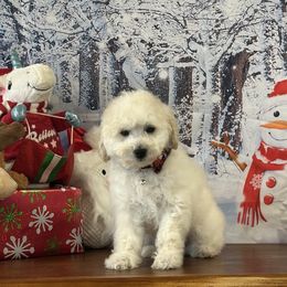 Tiny Tim - Cream male Goldendoodle puppy in Owenton, Kentucky from Elagant Acres
