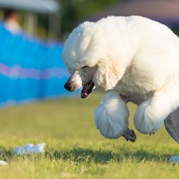 Poodles from Silver Lining Poodles