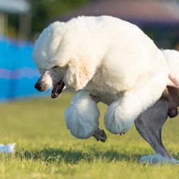 Poodles from Silver Lining Poodles